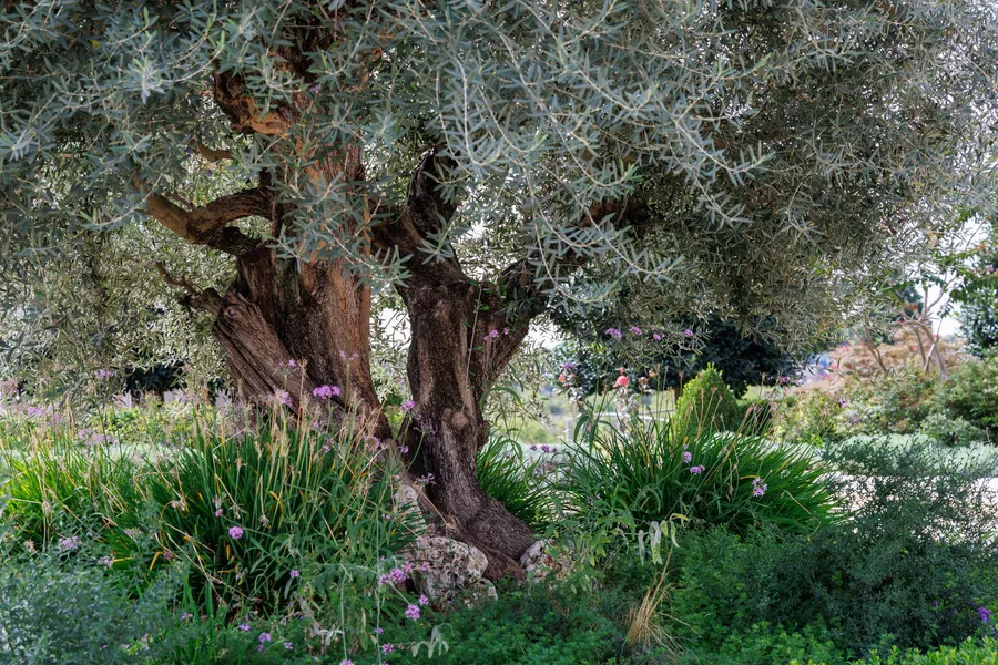 Old olive tree with a twisted trunk, surrounded by grasses and low flowering plants