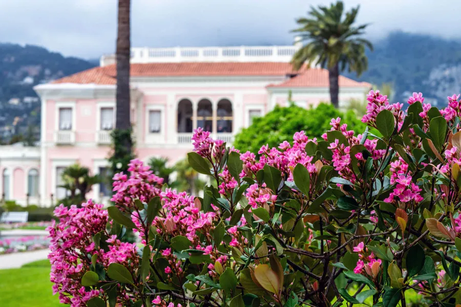 Pink-flowering shrubs in a formal garden in front of a Riviera villa